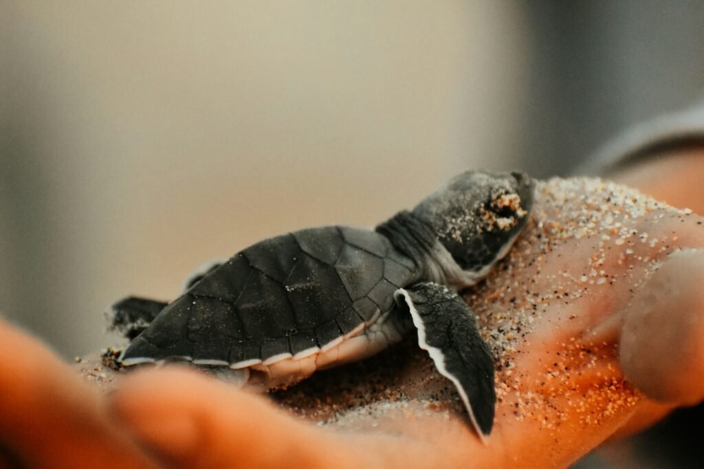 Things to do in Todos Santos BCS Mexico - Turtle Release