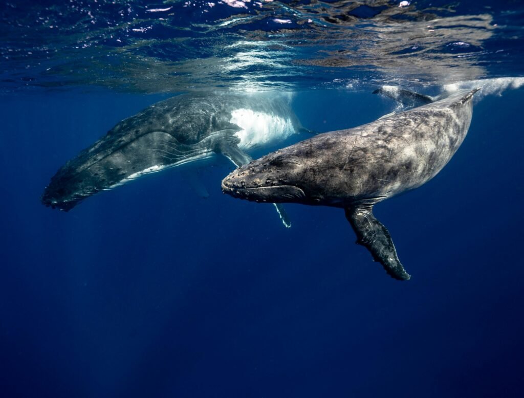 Things to do in Todos Santos BCS Mexico - Whale Watching