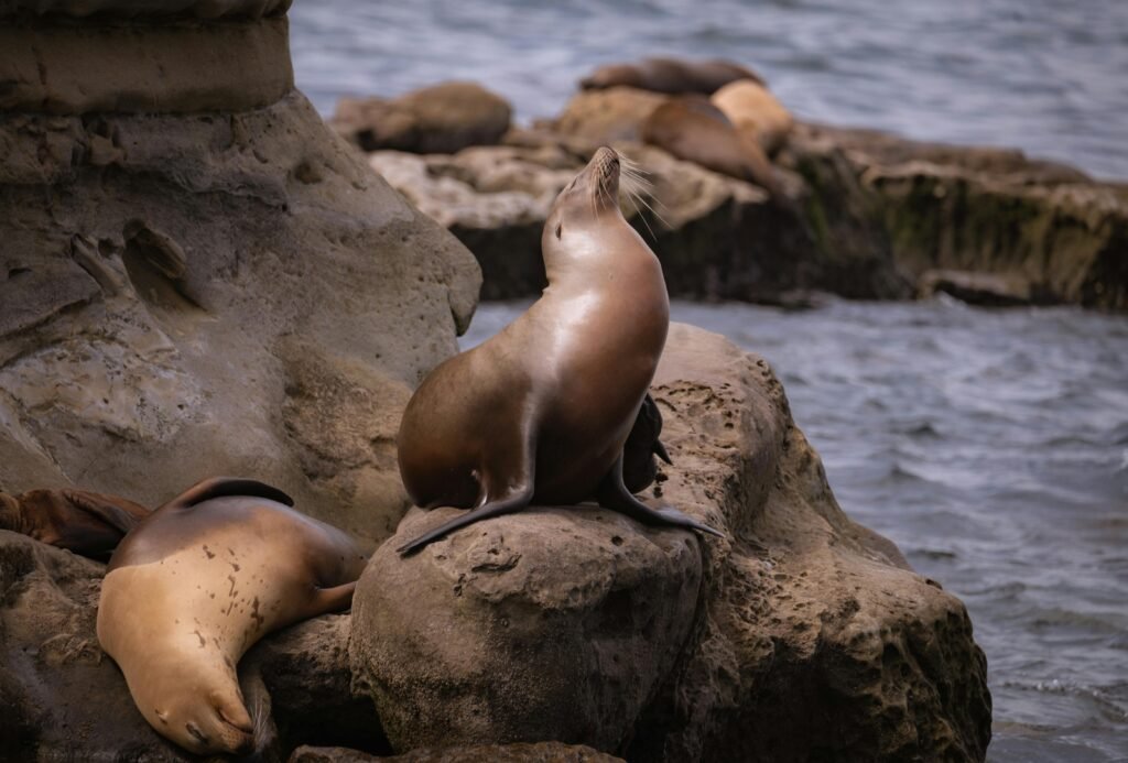 Things to do in Todos Santos BCS Mexico - Sealion Watching