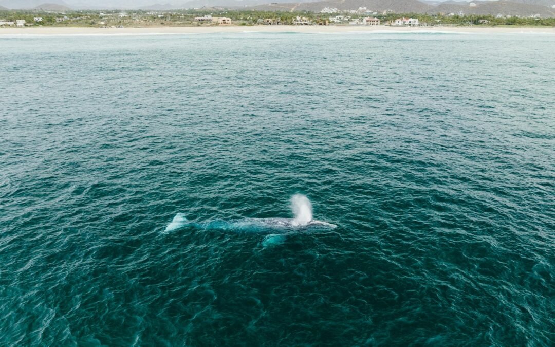 Whale Watching Baja California: Your Complete Guide to Transformative Marine Adventures from Todos Santos