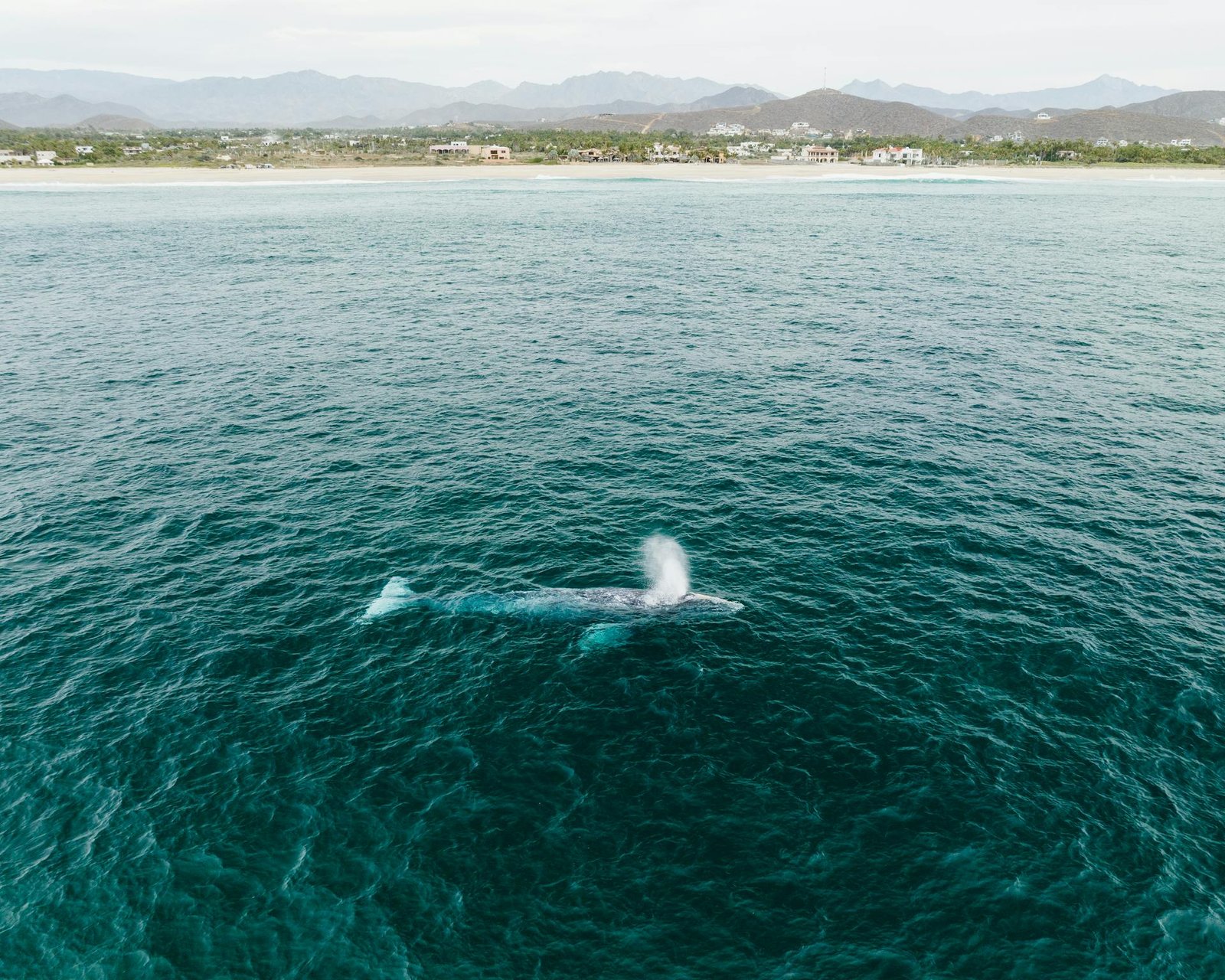 Whale Watching Season 2026 in Baja California Mexico