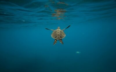 Turtle Releases Near Todos Santos: Your Seasonal Conservation Guide