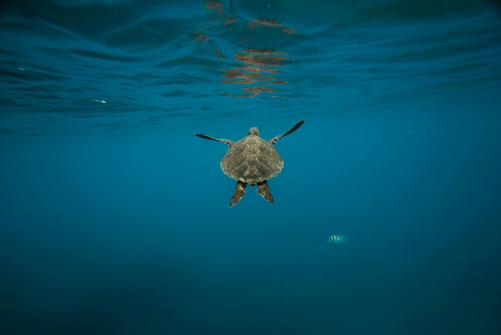 Turtle Releases Near Todos Santos: Your Seasonal Conservation Guide